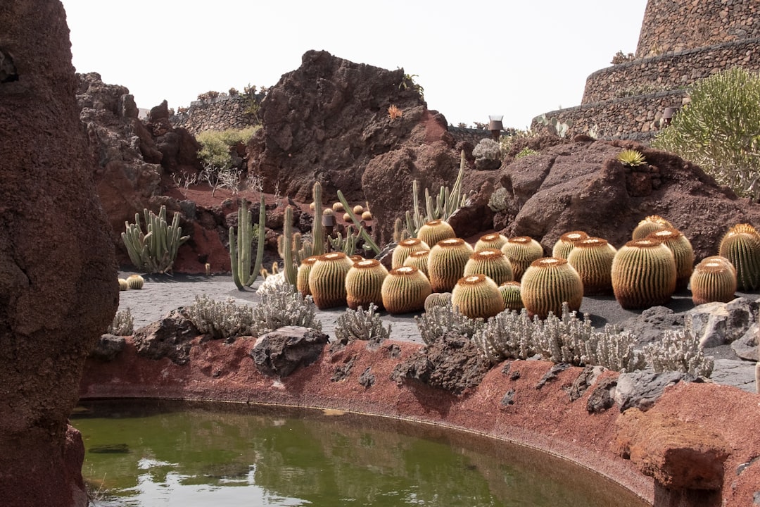 Photo Cactus garden